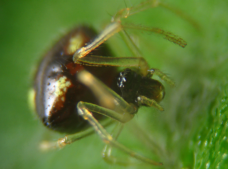 Theridula gonigaster - Besnate (VA)